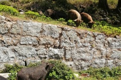 Cochons-Corses