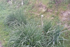 Fleurs
