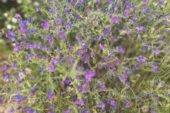 fleurs-2