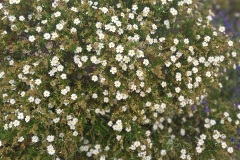 fleurs-3