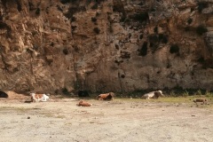 vaches